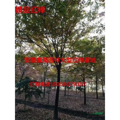 安徽地區(qū)供應8-25公分樸樹
