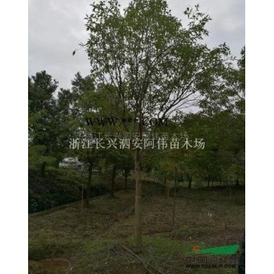 精品11桿多桿樸樹 11桿叢生精品樸樹  浙江叢生樸樹 長興