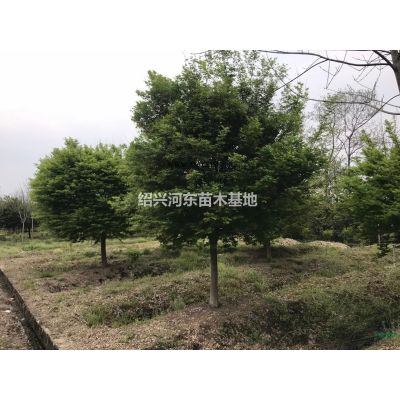 浙江供應櫻花 精品櫻花 櫻花報價