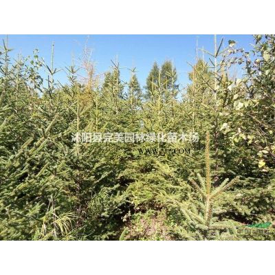 *新好品種美國紫薇_紅火箭紫薇_叢生美國紫薇