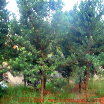 供應(yīng)湖南紫薇，3-4-5-6-7-8-9-10-12公分紫薇