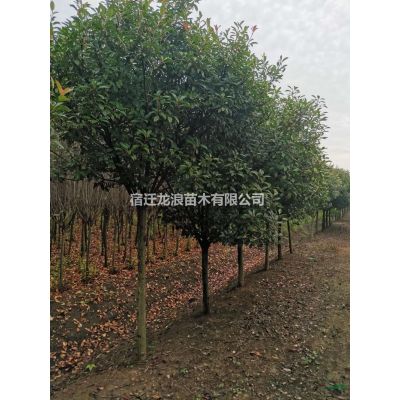 5-7公分紫葉李 江蘇紫葉李基地 江蘇紅葉李圖片/5-7公分紫葉李 江蘇紫葉李基地 江蘇紅葉李報(bào)價(jià)