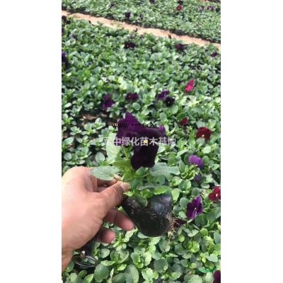 供應1一20公分欒樹基地/價格/產地/圖片/行情