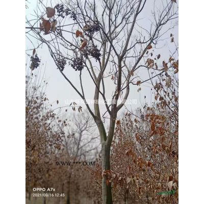 欒樹
