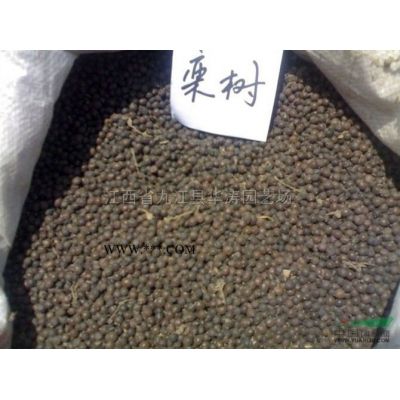 江西欒樹小苗基地 江西欒樹小苗報價 九江欒樹小苗便宜