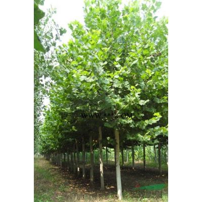 泰安3-8公分紅葉李行情報(bào)價(jià)\泰安3-8公分紅葉李圖片展示