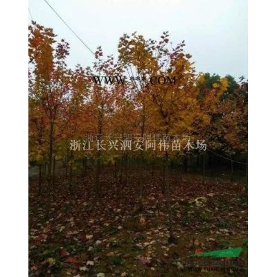 無患子2*新價格/無患子2報價