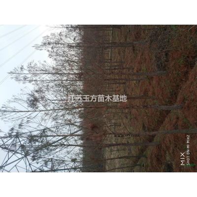 江蘇蘇州欒樹苗圃供應3-8-10-15-18公分30000棵