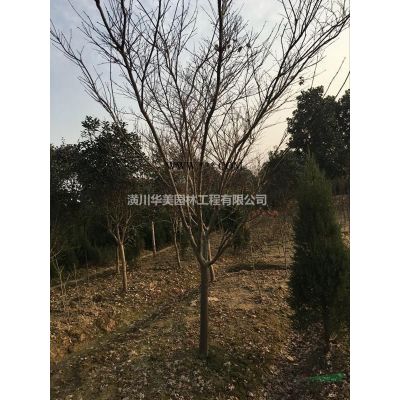 櫸樹報價 河南櫸樹價格 胸徑1-40公分櫸樹價格，櫸樹產地價