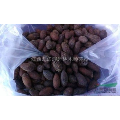 欒樹 江西欒樹基地 欒樹規格* 欒樹價格