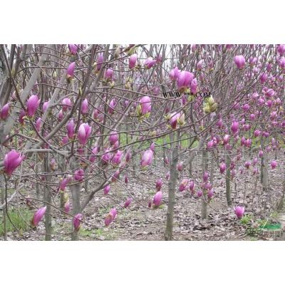 9公分櫸樹價格