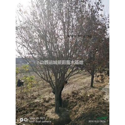 18公分早櫻價格，18公分晚櫻多少錢一棵，基地櫻花批發價格