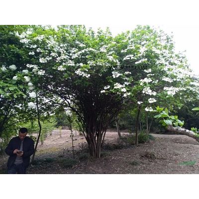 日本櫻花苗/菲紅櫻/牡丹櫻/產地、價格