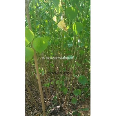 櫻花樹規格 櫻花小苗價格 易成活櫻花
