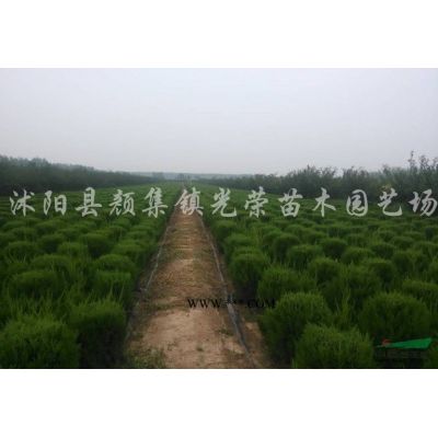 江蘇欒樹，泡桐，丁香，紫薇，五彩錦帶，銀杏新價格