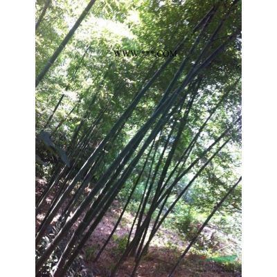 銀杏小苗行情報價\銀杏小苗圖片展示