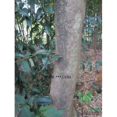 湖南馬褂木-馬褂木形態(tài)特征