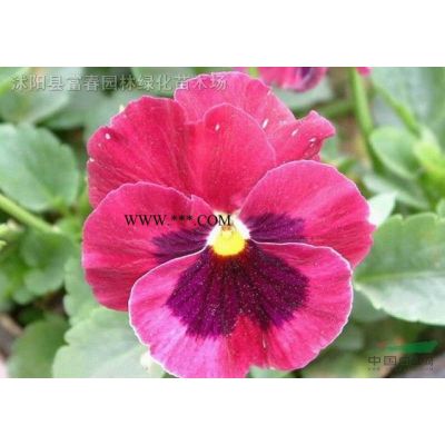 紫薇、紫薇苗、紫薇基地、沭陽紫薇