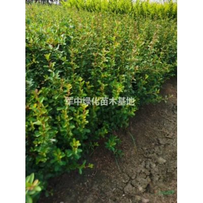 1一12米高雪松基地/雪松價格/雪松圖片/雪松產地/雪松行情
