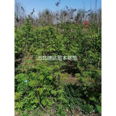 國槐平頭兩年冠，欒樹平頭兩年冠，旱柳平頭兩年冠