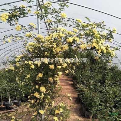 供應米徑6公分優質欒樹