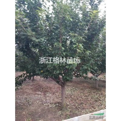 欒樹\欒樹價格