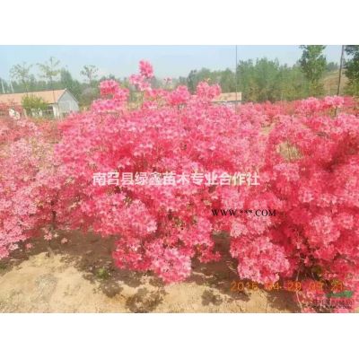 南陽低價供應優質欒樹，12公分北欒價格多少錢？