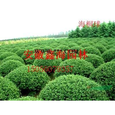 安徽地區(qū)供應8-18公分櫸樹