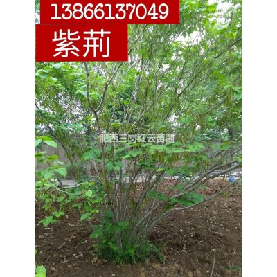 無患子行情報價/無患子圖片展示