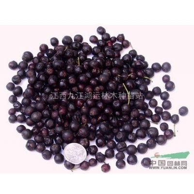 櫸樹種子 江西櫸樹種子大量供應 江西種子基地