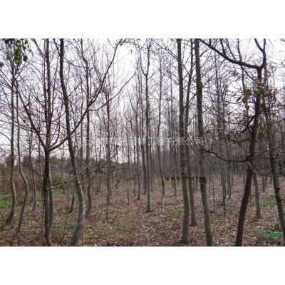 小櫸樹2-5CM