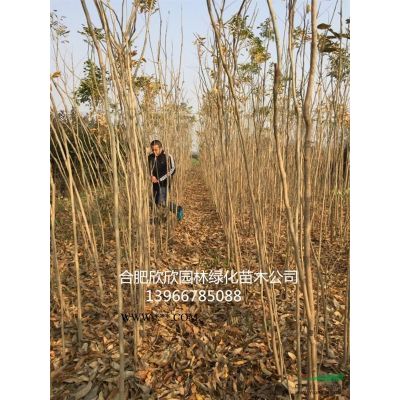 供應移栽容器叢生樸樹60-200公分高8-15米，單桿樸樹移栽20-70..