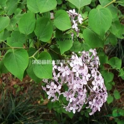 園林綠化苗木--樸樹叢生樸樹批發