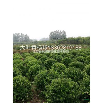 紅火箭紫薇基地、紅火球供應、天鵝絨紫薇價格、四川紅紫薇圖片