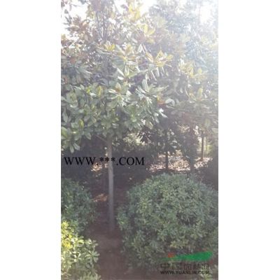 紅楓10-20公分移栽苗，容器紅楓成活率高，高溫*選容器紅楓