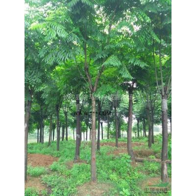 供應：紅楓，日本紅楓，雞爪槭，羽毛楓，美國紅楓