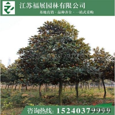 紫薇供應(yīng)/紫薇圖片