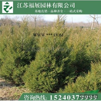 江蘇紅楓價(jià)格1800元一株