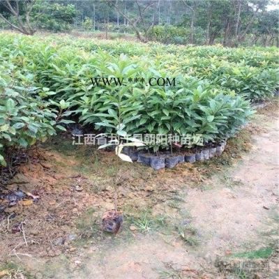江西紫薇*新報價/紫薇圖片