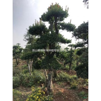 湖北紫薇供應，百日紅，湖北紅花紫薇