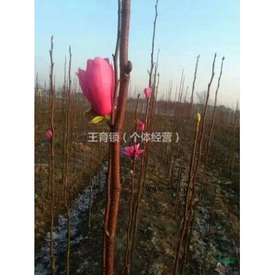 江蘇苗圃供應美國紫薇，價格優惠