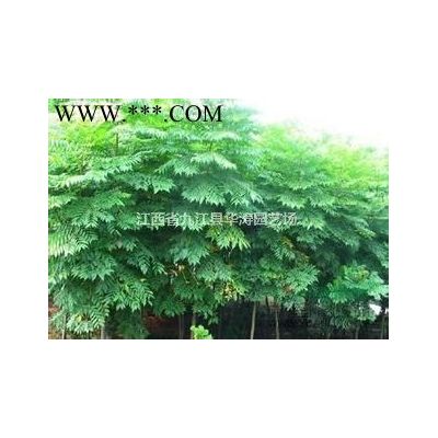 1/2公分馬褂木小苗，1/2米馬褂木小苗，專供馬褂木