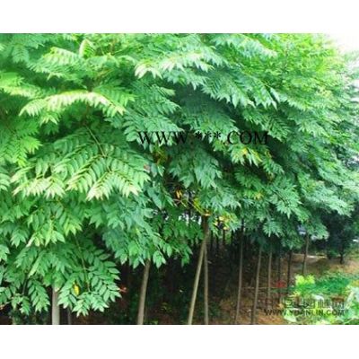 供應(yīng)紅楓、青楓、垂絲海棠、櫻花苗木