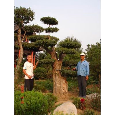 紫薇古樁