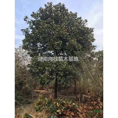 湖南欒樹價格便宜批發(fā) 這是今天從基地實拍的欒樹圖片 湖南欒樹