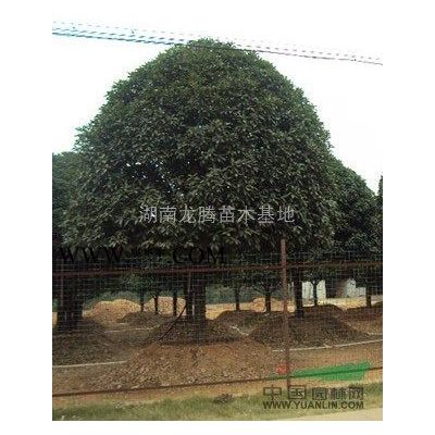 欒樹、移栽欒樹、野生欒樹、欒樹小苗