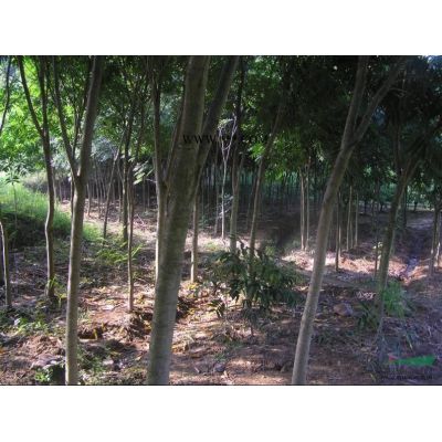 本苗圃今冬明春處理紅葉李，櫻花，櫸樹，無患子，黃山欒樹