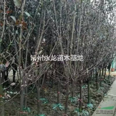 常州地區(qū)欒樹