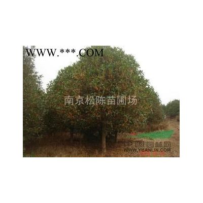江蘇12公分10公分7公分無患子基地報價多少