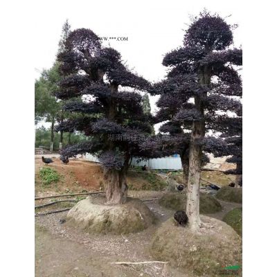 這是今天從基地實拍的樸樹圖片湖南精品樸樹湖南大規(guī)格樸樹